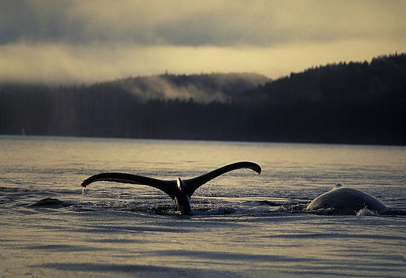 Alaska 8